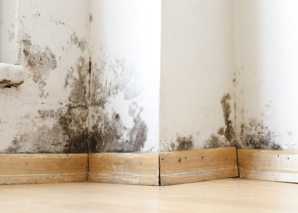 Damp Buildings Damaged By Black Mold Fungus Dampness Water Infiltration Insulation Mol