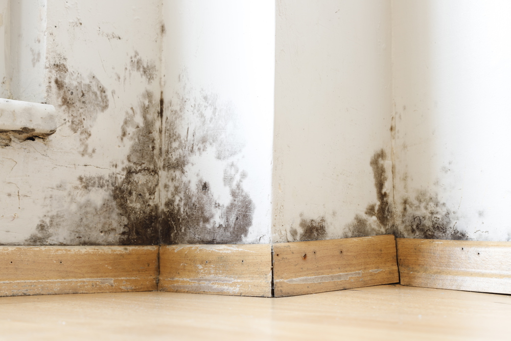 Property Wall Damaged By Black Mold