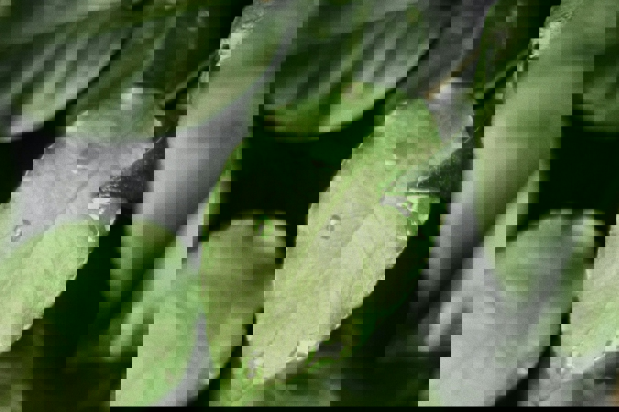 Earth Green Trees